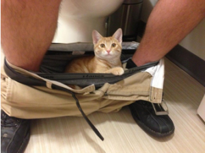 Cat inside owners pants