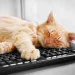 Cat sleeping on keyboard