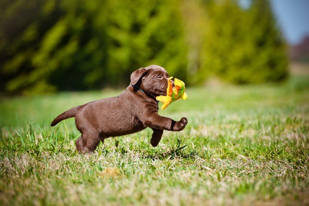 Puppy running through grass