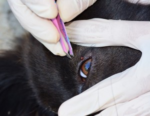 Vet removing tick from dog's eye