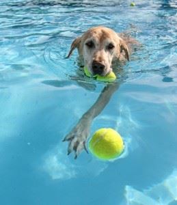 Dog swimming in pool fetching tennis balls