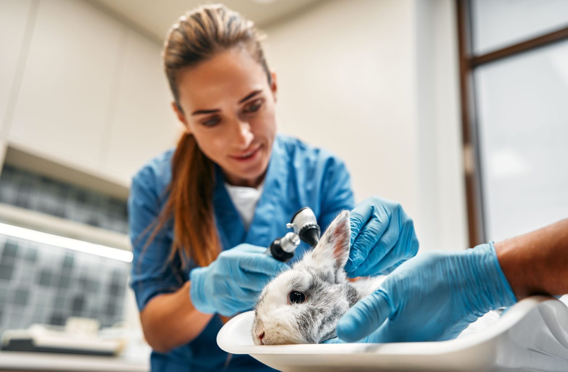 Career Opportunities - Wyomissing Animal Hospital