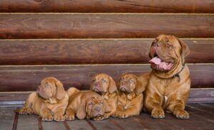 a group family of brown pugs