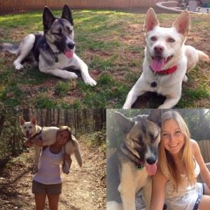 Group of four dogs