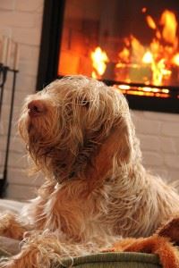Shaggy haired dog sitting in front of a fireplace