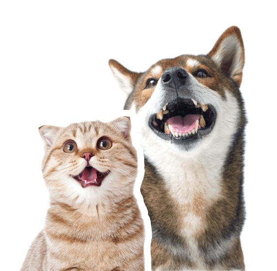 tabby cat and multi colored dog at Wyomissing animal hospital.